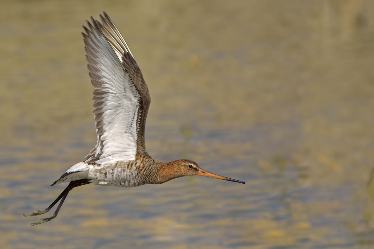 Pittima reale (Limosa limosa)